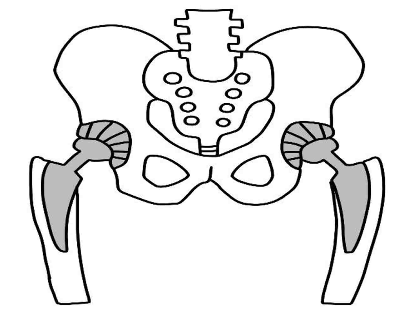 人工股関節置換術（THA）2